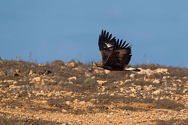 Steinadler (Aquila chrysaetos)