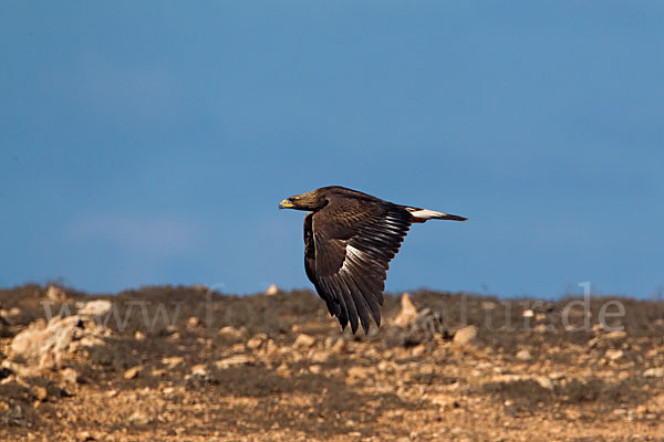 Steinadler (Aquila chrysaetos)