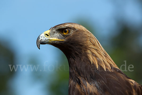 Steinadler (Aquila chrysaetos)