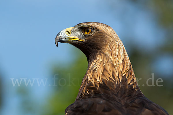 Steinadler (Aquila chrysaetos)