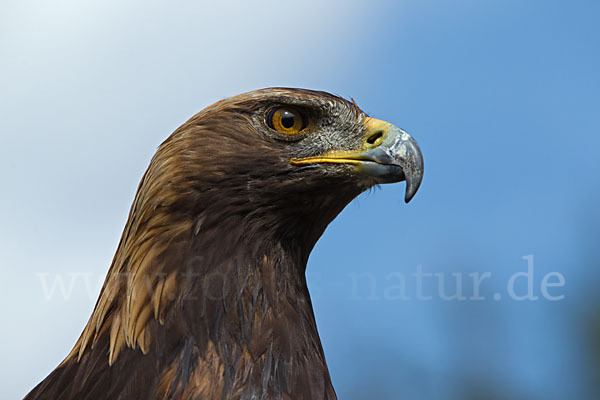 Steinadler (Aquila chrysaetos)