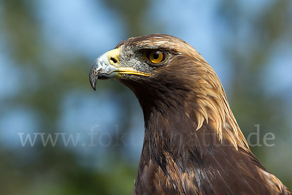 Steinadler (Aquila chrysaetos)