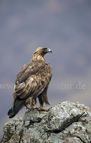 Steinadler (Aquila chrysaetos)