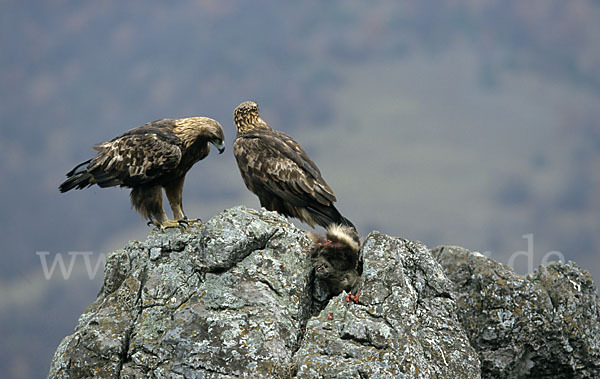 Steinadler (Aquila chrysaetos)