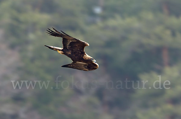 Steinadler (Aquila chrysaetos)