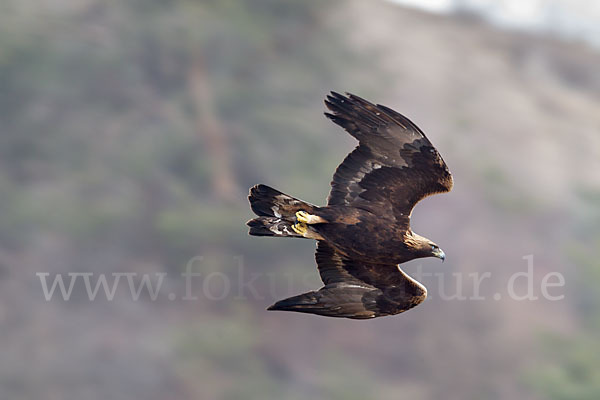 Steinadler (Aquila chrysaetos)