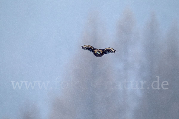 Steinadler (Aquila chrysaetos)