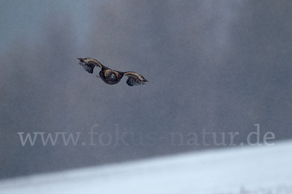 Steinadler (Aquila chrysaetos)