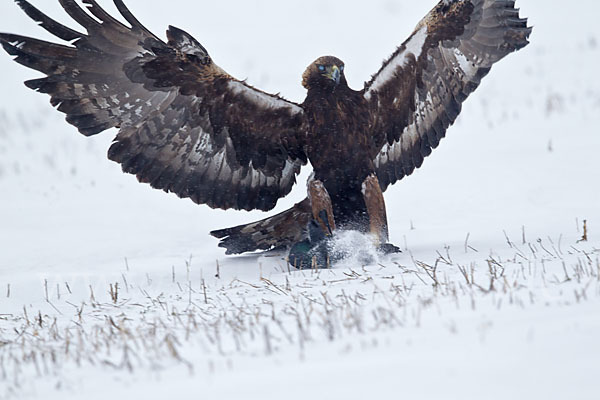 Steinadler (Aquila chrysaetos)