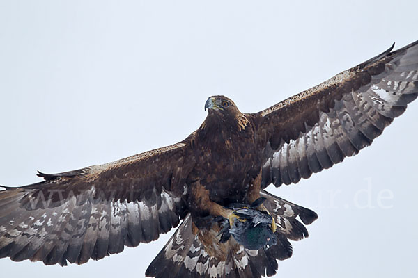 Steinadler (Aquila chrysaetos)