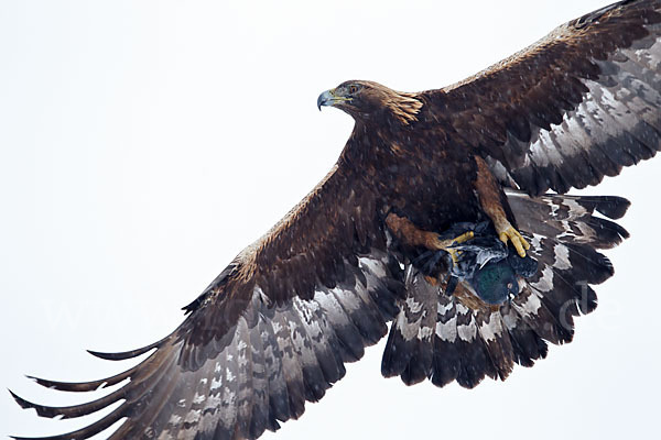 Steinadler (Aquila chrysaetos)