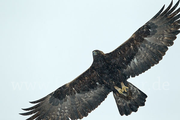 Steinadler (Aquila chrysaetos)