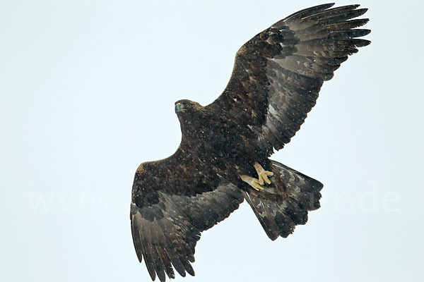 Steinadler (Aquila chrysaetos)