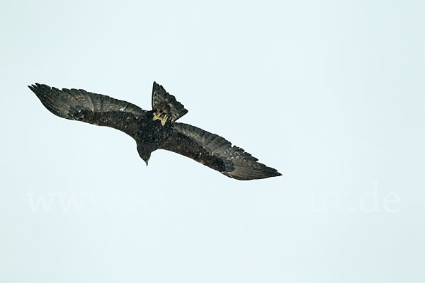 Steinadler (Aquila chrysaetos)