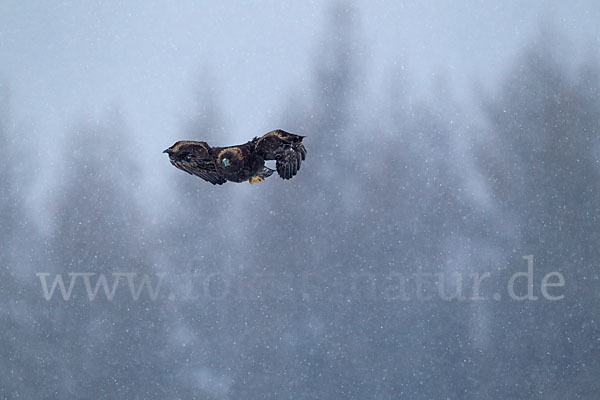 Steinadler (Aquila chrysaetos)