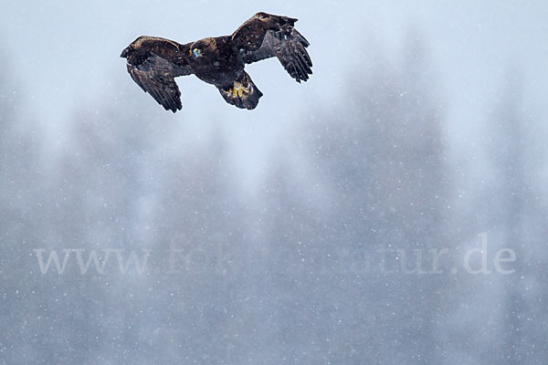 Steinadler (Aquila chrysaetos)