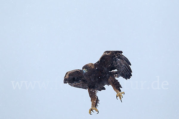 Steinadler (Aquila chrysaetos)