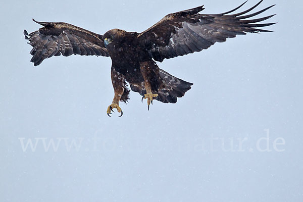 Steinadler (Aquila chrysaetos)