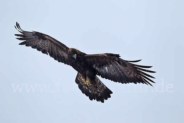 Steinadler (Aquila chrysaetos)