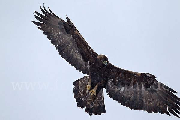 Steinadler (Aquila chrysaetos)