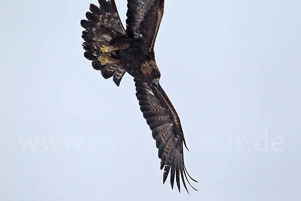 Steinadler (Aquila chrysaetos)