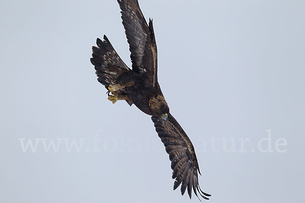 Steinadler (Aquila chrysaetos)