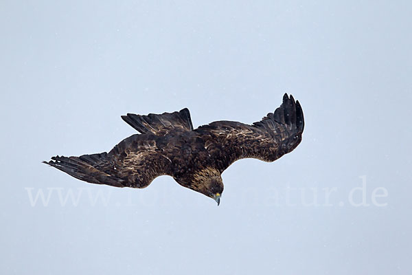 Steinadler (Aquila chrysaetos)