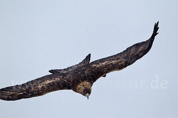 Steinadler (Aquila chrysaetos)