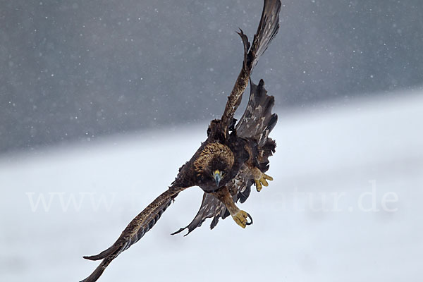 Steinadler (Aquila chrysaetos)