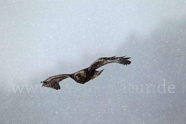 Steinadler (Aquila chrysaetos)