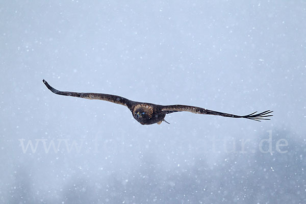 Steinadler (Aquila chrysaetos)