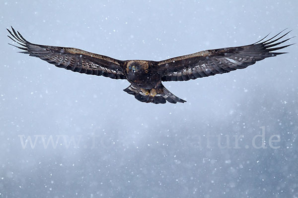 Steinadler (Aquila chrysaetos)