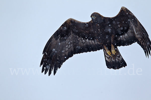 Steinadler (Aquila chrysaetos)