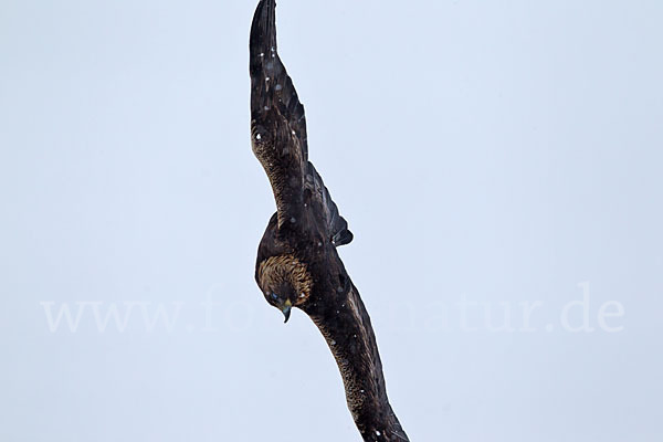 Steinadler (Aquila chrysaetos)