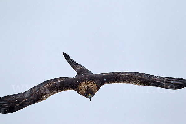 Steinadler (Aquila chrysaetos)