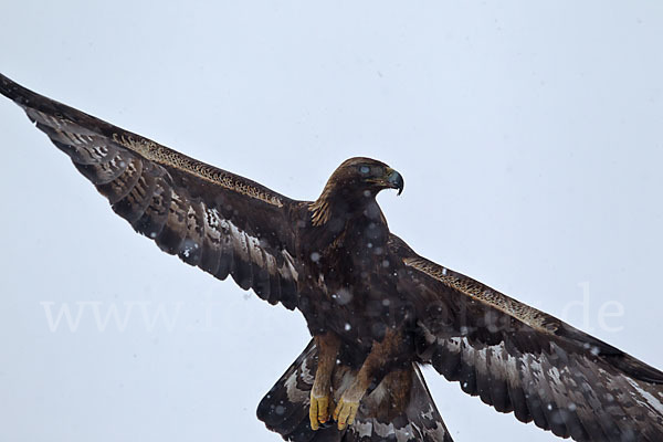 Steinadler (Aquila chrysaetos)