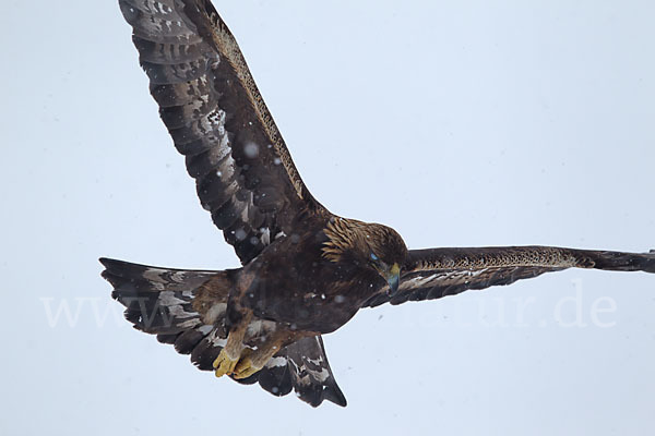 Steinadler (Aquila chrysaetos)