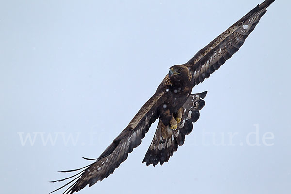 Steinadler (Aquila chrysaetos)