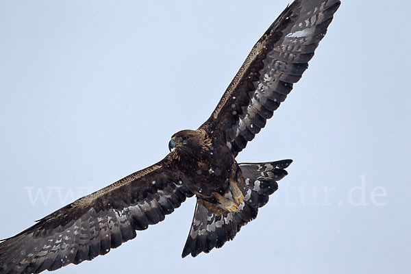 Steinadler (Aquila chrysaetos)