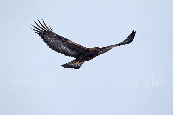 Steinadler (Aquila chrysaetos)