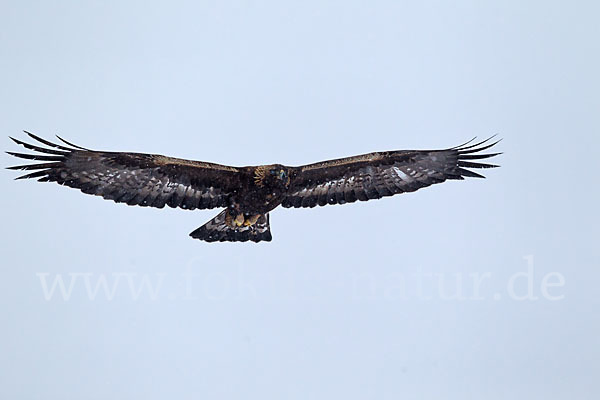 Steinadler (Aquila chrysaetos)