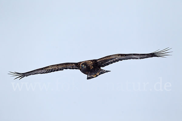 Steinadler (Aquila chrysaetos)