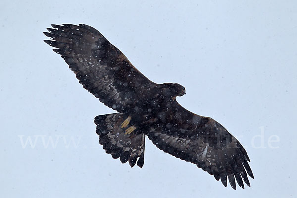 Steinadler (Aquila chrysaetos)