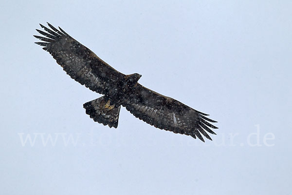 Steinadler (Aquila chrysaetos)