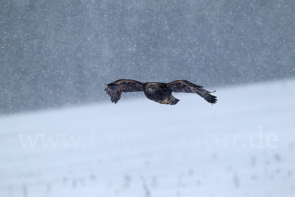 Steinadler (Aquila chrysaetos)