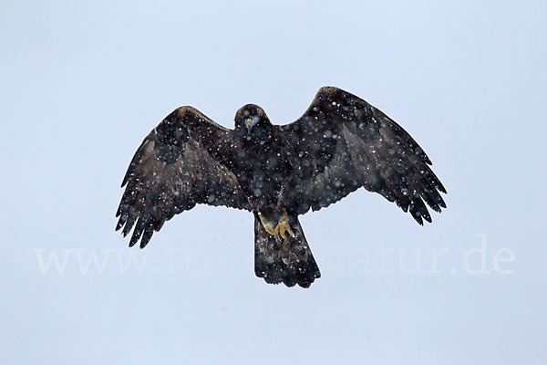 Steinadler (Aquila chrysaetos)