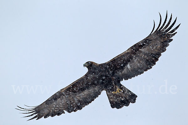 Steinadler (Aquila chrysaetos)