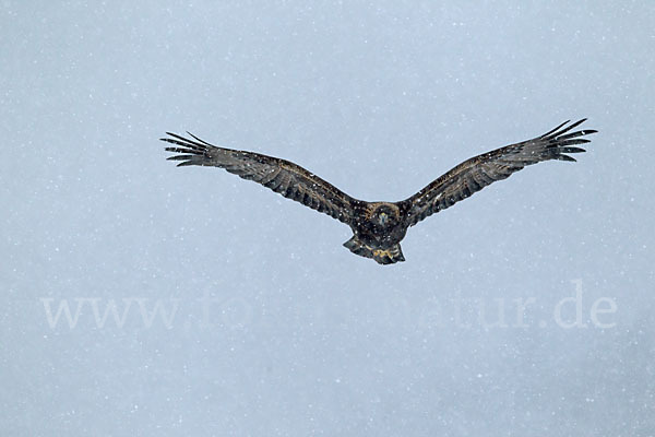 Steinadler (Aquila chrysaetos)