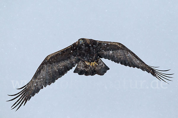 Steinadler (Aquila chrysaetos)