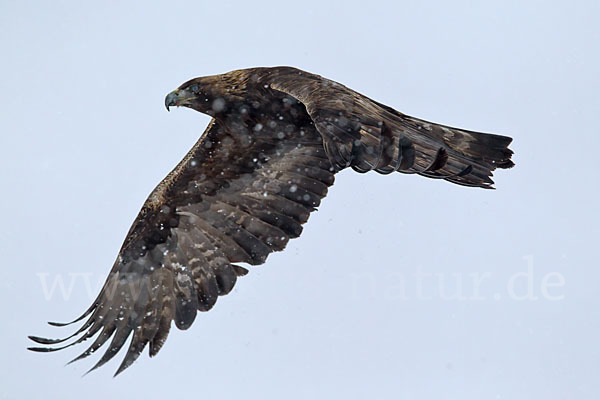 Steinadler (Aquila chrysaetos)